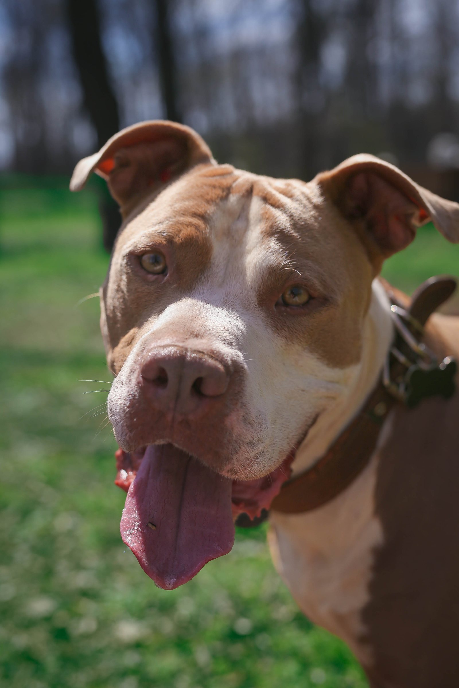 A rescued dog