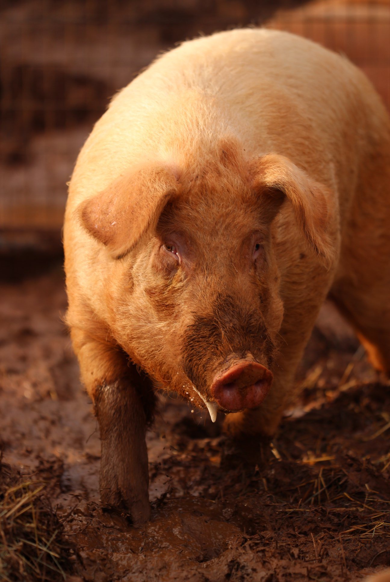 A rescued pig
