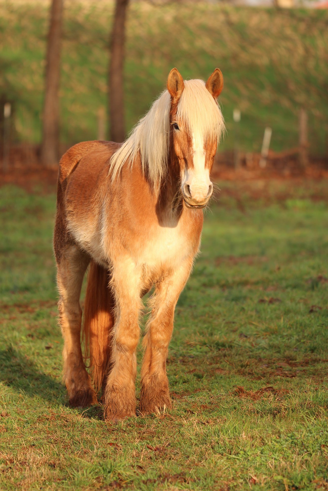 June, a rescued miniature horse at Storybook Tails