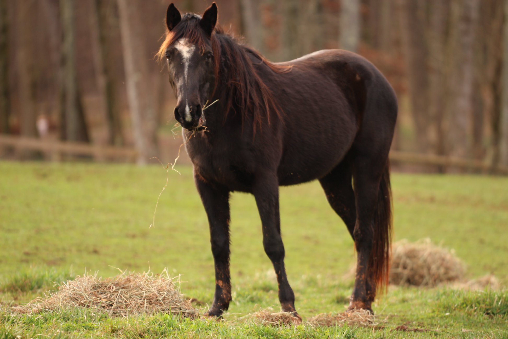 Help Rescue a Horse