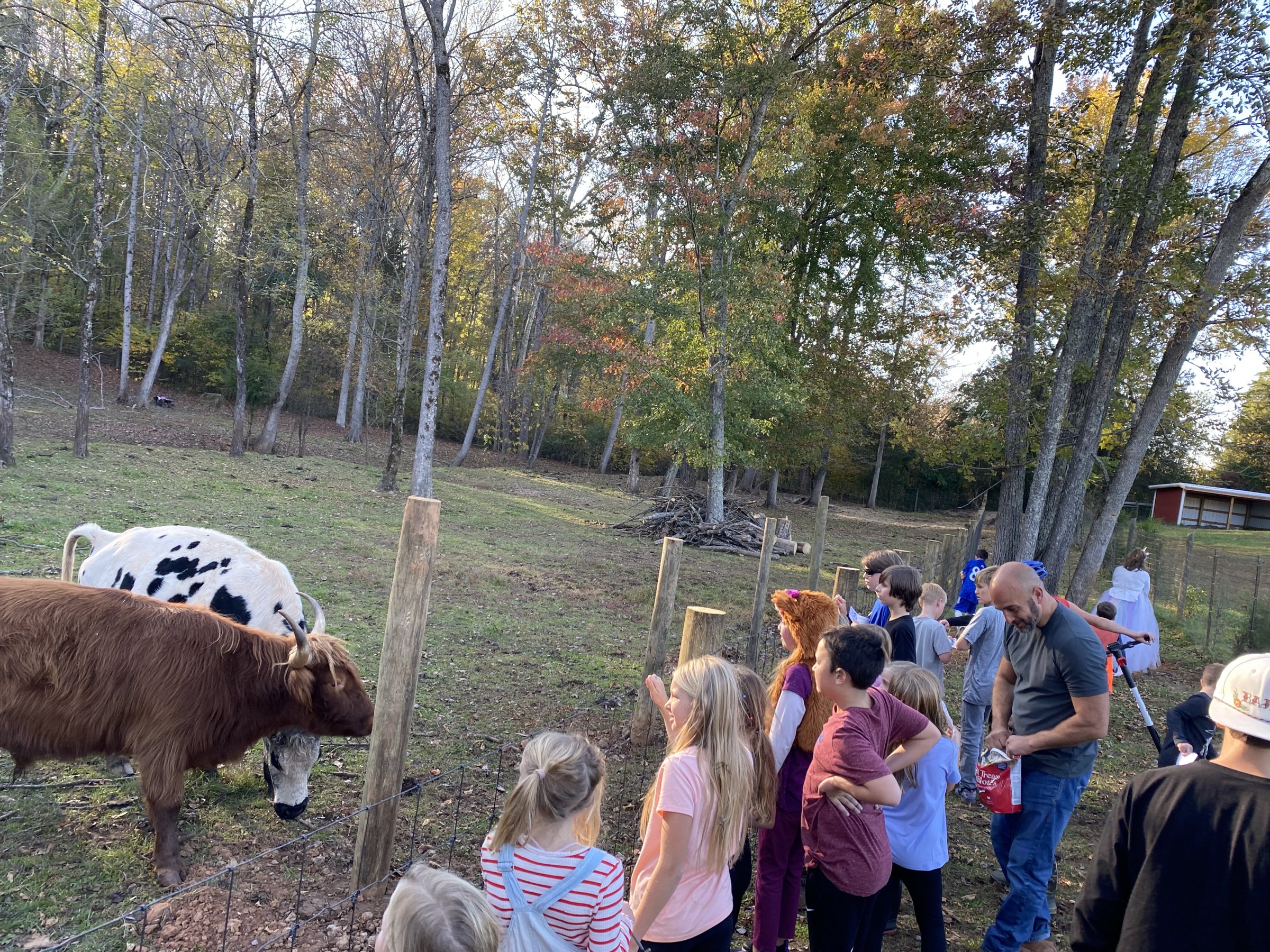Visitors meeting the cattle