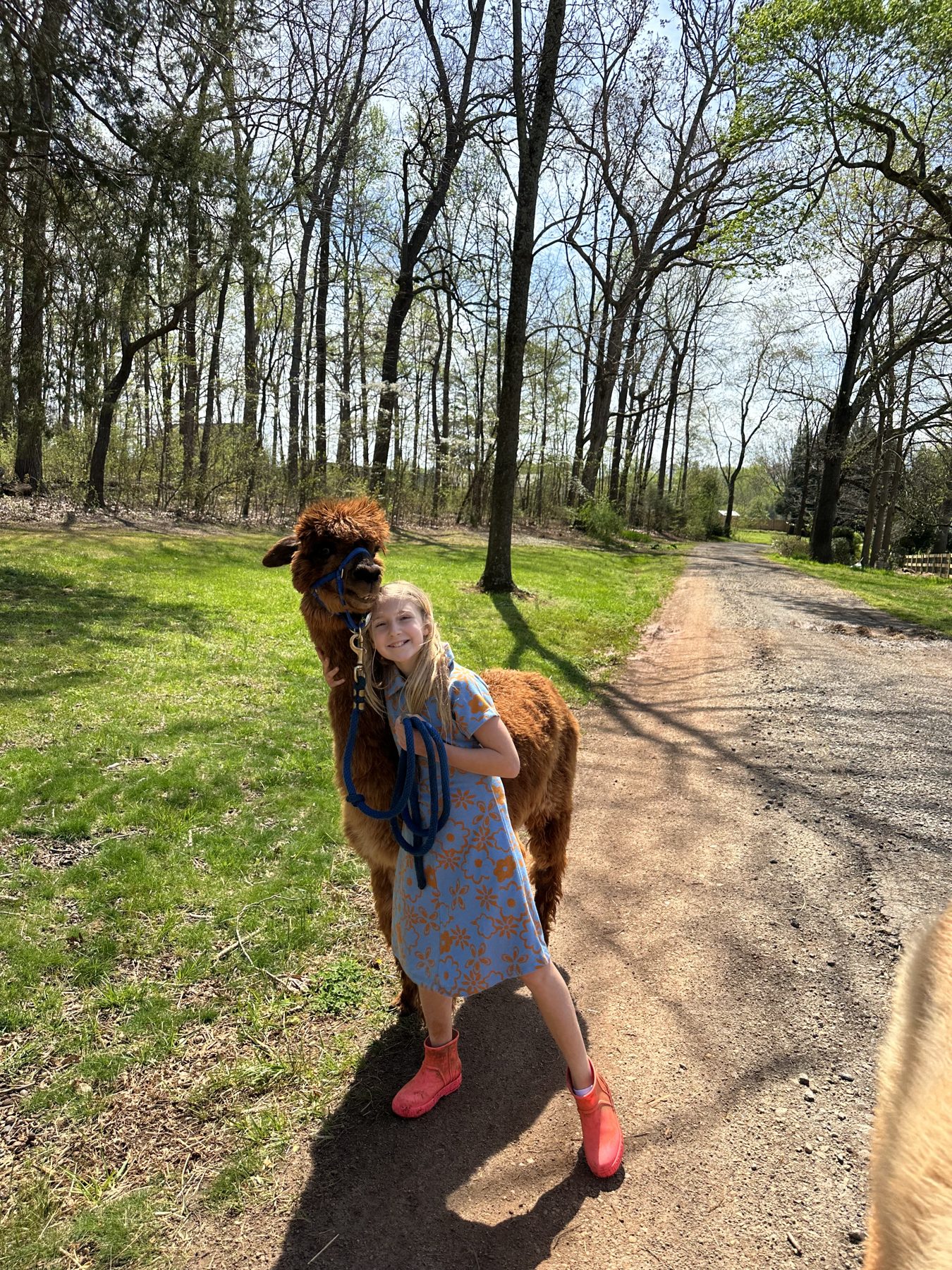 A camper walking an alpaca